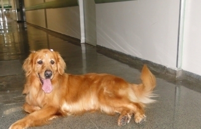 Projeto Pet. O melhor amigo da saúde dos pacientes.